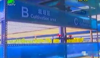 掀開植物工廠的智慧面紗 三安植物照明工廠項目本月底投產，引領現代農業新篇章